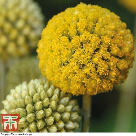 Billy Buttons, Cosmos Flowers, Plant Delivery, Attracting Bees, Unusual Flowers, Bedding Plants, Button Flowers, Planting Seeds, Flower Seeds