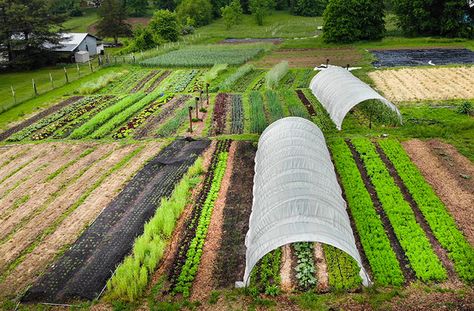 Sunday Video, No Till Farming, How To Make Compost, Composting At Home, Compost Tea, Uses For Coffee Grounds, Garden Compost, Market Garden, The Gardener