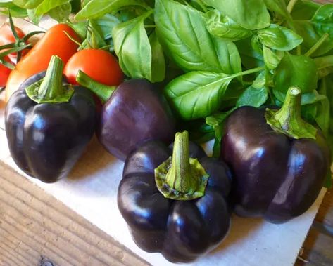 Purple Peppers Recipe, Purple Bell Pepper Recipe, Healthy Pepper Steak Recipe, Purple Bell Pepper, Recipes With Banana Peppers, Purple Pepper, Vegetarian Party, Vegetarian Party Food, Growing Bell Peppers