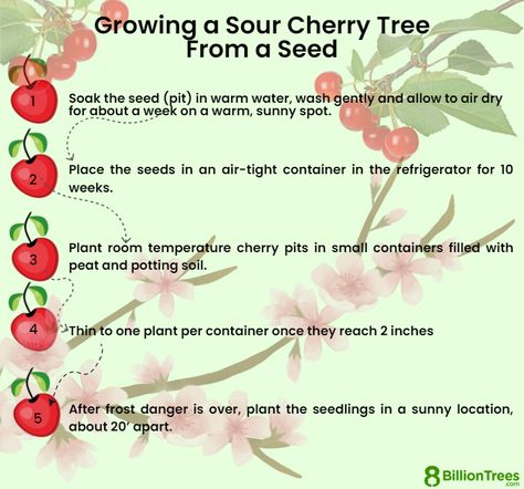 How To Grow A Cherry Tree From A Pit, Planting Cherry Seeds, Cherry Tree From Seed, Growing Cherry Trees, How To Grow Cherries, Cherry Seeds, Ranch Living, Growing Trees, Gardening Zones