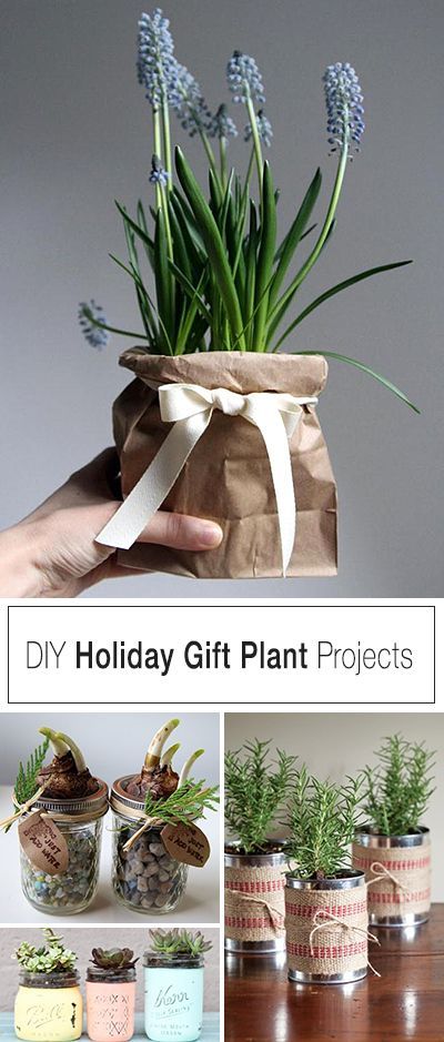 Christmas Plants Gifts, Holiday Logo, Christmas Plants, Noam Chomsky, Plant Projects, Flowers Delivery, Creative Diy Gifts, Plant Gift, Diy Holiday Gifts