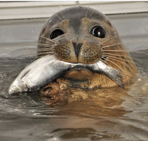 Baby Animals Cute, Turtle Sea, Cute Seals, Baby Animals Pictures, Fish Food, A Seal, Animals Pictures, Marine Mammals, Silly Animals