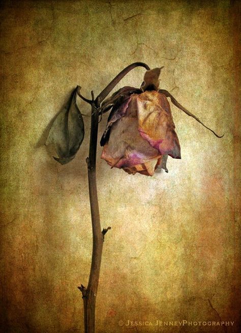 Wabi Sabi Art Painting, Photography Ideas At Home, Pet Adoption Center, Growth And Decay, Drying Roses, Plant Painting, Still Life Art, Gallery Photo, Art Pages