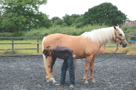 Warwick Schiller, Natural Horsemanship Training, Centered Riding, Horseback Riding Tips, Riding Tips, Natural Horsemanship, Horse Training Tips, Horse And Rider, Barrel Racing