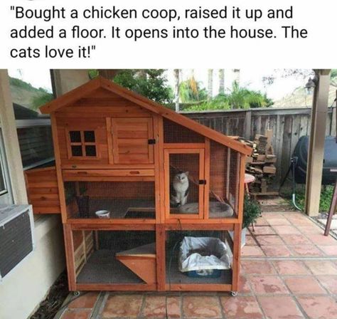 Chicken coop turned Cateo Catio Ideas, Kat Diy, Cat Patio, Outdoor Cat Enclosure, Cat House Diy, Cat Enclosure, Cat Things, Cat Ideas, Two Cats