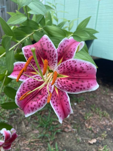 #gardening #lilyflower #flowers #tigerlily #pinktigerlily Tigerlily Flower, Pink Tiger Lily, Alice In Wonderland Garden, Wonderland Garden, Magnet Ideas, Pink Tiger, Little Shop Of Horrors, Tiger Lily, Pink Lily