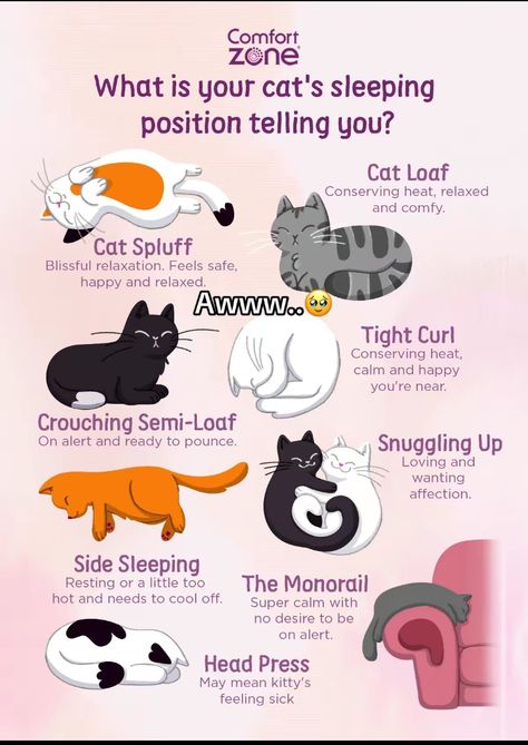 Cat Sleeping Positions Meaning, First Time Cat Owner, Vet Medicine, Sick Cat, Cat Whisperer, Cat Language, Cat Drawings, Cat Hacks, Types Of Cats