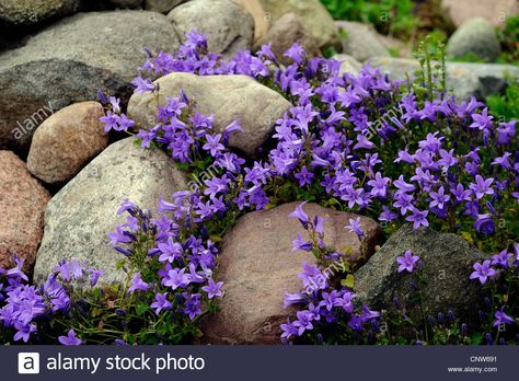 Bellflower (campanula Spec.), Rock Garden With Bellflower Stock ... Bellflower Campanula, Rockery Garden, Garden Landscaping Ideas, Rock Garden Plants, Flowers Growing, Rock Garden Design, Rock Garden Landscaping, Landscaping Supplies, Landscape Plans