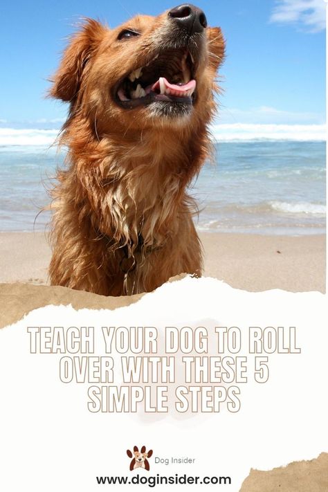 Discover how to teach your dog to roll over with our comprehensive guide. Follow simple step-by-step instructions to train your dog to perform this fun and impressive trick. Enhance your bond with your pet and impress friends and family with your dog's newfound skill! Shih Tzu Training, Dog Health Tips, Train Your Dog, B Vitamins, Companion Dog, Stay Calm, Canine Companions, Dog Health, How To Train Your