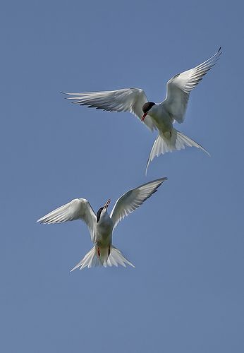 Tern Tattoo, Arctic Tern, Arctic Tundra, His Dark Materials, Fancy Video, Nature Birds, Birds Tattoo, Mini Paintings, Beautiful Drawings