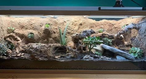 Rosy Boa Enclosure, Blue Tongue Skink Enclosure, Mexican Red Knee Tarantula Enclosure, Leopard Gecko Cage, Goth Snake Enclosure, Bearded Dragon Tank Setup, Green Bottle Blue Tarantula Enclosure, Gecko Cage, Tarantula Enclosure