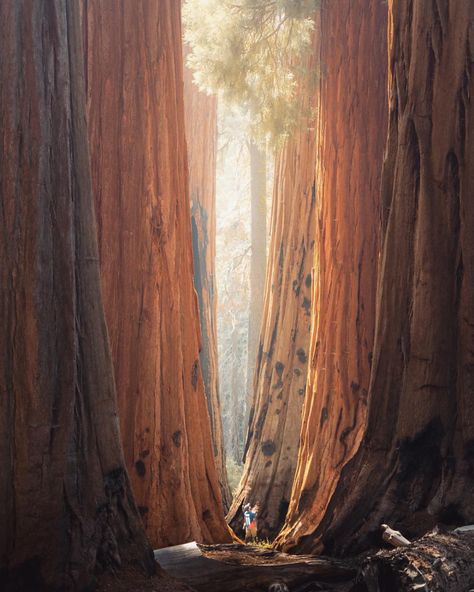 saved by AbsoFiasco Sequoia National Park Camping, Sequoia National Park California, Sequoia Tree, National Park Camping, Kings Canyon National Park, Giant Tree, Redwood Tree, California Photos, Redwood Forest