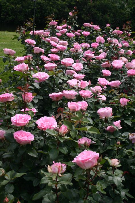 Pink Hybrid Tea Rose with strong fragrance and large blooms combined with excellent disease resistance. This rose was the winner of the “Best Hybrid Tea” and “Most Fragrant Rose” awards at the 2013 Biltmore International Rose Trials Hybrid Tea Roses Garden, Food Plot, Hybrid Tea Rose, Fragrant Roses, Gardening Trends, Fragrant Plant, Hybrid Tea Roses, Tea Rose, Tea Roses