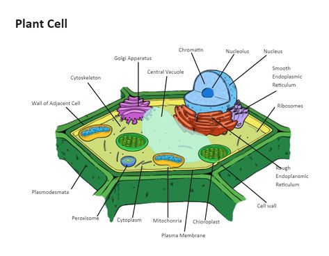 Plant Cell Diagram Labeled, Typical Plant Cell, Plant Cell Labeled, Xylem And Phloem, Plant Cell Diagram, Science Diagram, Diagram Ideas, Biochemistry Notes, Cell Diagram