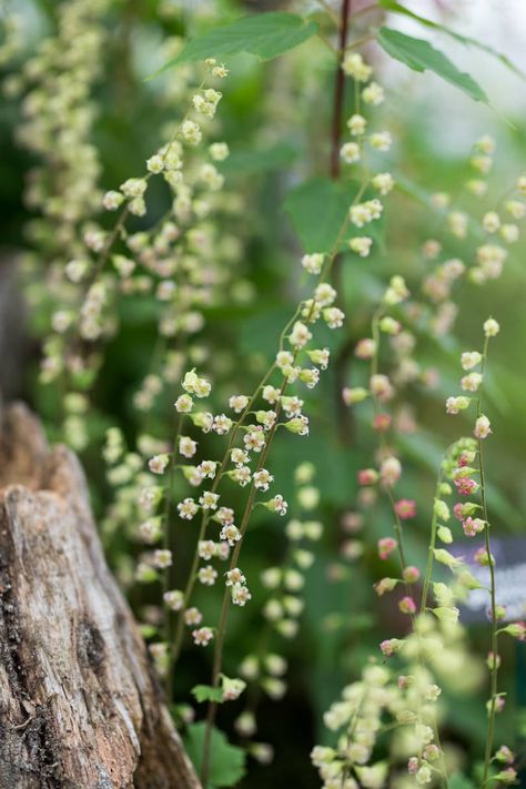 Pale Yellow Flowers, Naturalistic Garden, Shady Garden, Plant Names, Chelsea Garden, Woodland Plants, Shade Garden Plants, Vegetable Garden Raised Beds, Woodland Flowers