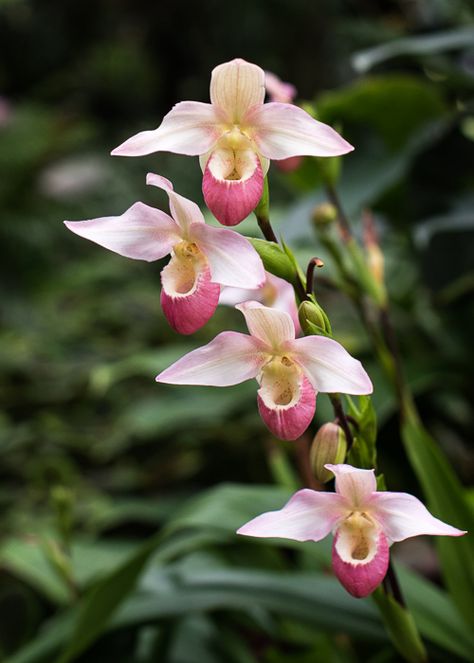 Lady Slipper Flower, Endangered Plants, Light Pink Orchids, Orchid In The Wild, Zygopetalum Orchid, Renanthera Orchid, Yellow Oncidium Orchids, Lady Slipper Orchid, Exotic Orchids