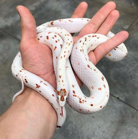 Palmetto corn snake Corn Snake Palmetto, Pet Corn Snake, Palmetto Corn Snake, Piebald Snake, Pretty Snakes Beautiful, Corn Snake Cute, Aesthetic Snakes, Corn Snake Morphs, Corn Snake Enclosure