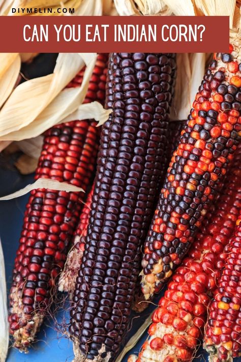 Pumpkin Patch Farm, Indian Corn, Thanksgiving Projects, Indian Bread, Corn Kernel, Cooking School, Ball Jars, Pumpkin Patch, Corn