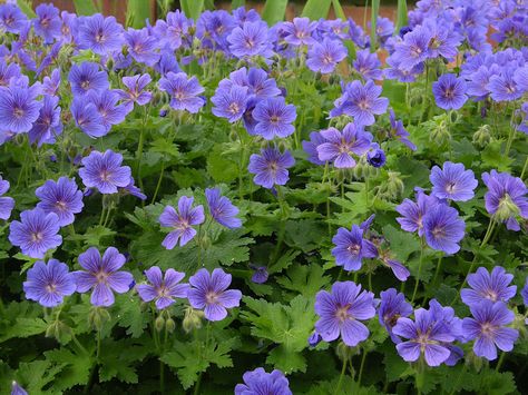 Geranium Magnificum 'Rosemoor' Hardy Geranium, Geraniums, Flower Beds, Herbs, Purple, Plants, Flowers, Nature