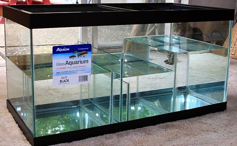 Saltwater Aquarium Beginner, Saltwater Aquarium Setup, Aquarium Sump, African Cichlid Aquarium, Aquarium Chiller, Biotope Aquarium, Marine Fish Tanks, Custom Aquarium, Kolam Koi