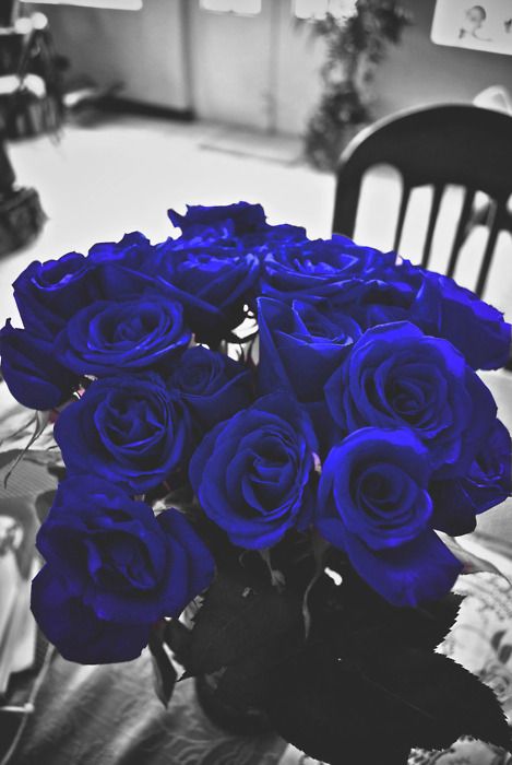 Blue Roses, We Heart It, Roses, Lost, Vase, Black And White, Flowers, Blue, Black