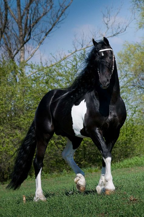 Friesian Horse Photography, Cheval Pie, Unique Horses, Wallpaper Dog Aesthetic, Animals And Pet Supplies, Dog Tattoo Ideas, Horse Markings, Wallpaper Dog, Rare Horses