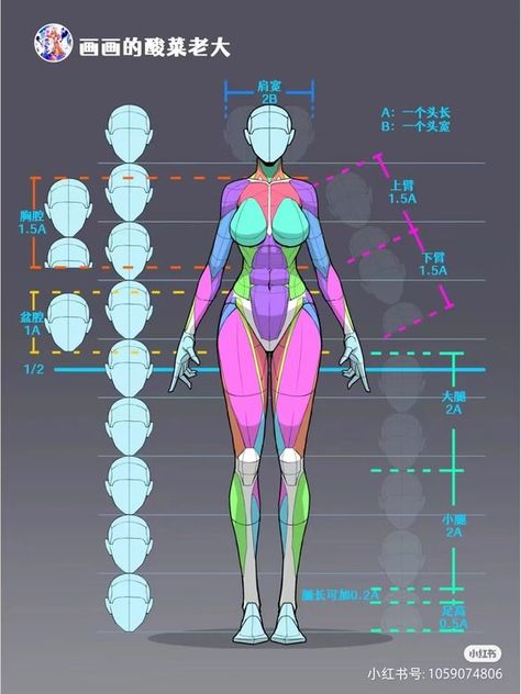 Character Body Proportions, Back Anatomy Reference Female, A Pose Reference 3d, Female Body Anatomy Drawing, Simple Character Drawing, Female Muscle Anatomy, Body Proportions Drawing, Female Body Proportions, Female Torso Reference