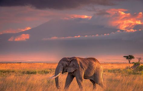 Africa Burn, Africa Sunset, Wildlife Wallpaper, Mt Kilimanjaro, Elephant Wallpaper, African Savannah, Biggest Elephant, Africa Wildlife, Africa Animals