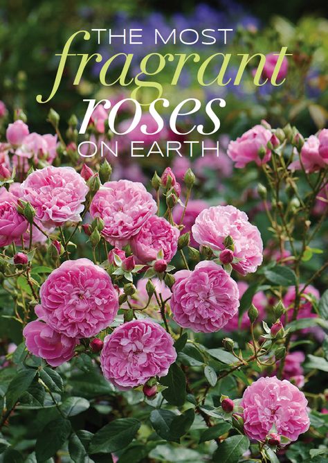 Which are the most fragrant roses on earth? Read our guide to a heavenly scented garden... - The Perfume Society Perfume Delight Rose, Most Fragrant Roses, Fragrant Plants Outdoors, Earth Angel Rose, Gardening Indoors, Scent Garden, Rose Cuttings, Rose Garden Design, Plant Tips