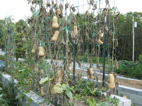 Butternut squash on trellis. I pulled mine off way too early, apparently. Note the cattle fencing trellis and the T-poles. I wonder if my fellow community gardeners would object to this.... Growing Butternut Squash, Squash Trellis, Squash Plant, Garden Vines, Winter Plants, Veg Garden, Square Foot Gardening, Garden Stuff, Garden Tips