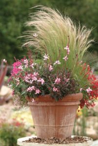 Gaura Karalee Petite Pink Is a Social Butterfly on http://www.hortmag.com Grasses For Pots, Mexican Feather Grass, Fountain Grass, Garden Pottery, Garden Containers, Blooming Plants, Container Flowers, Ornamental Grasses, Container Plants