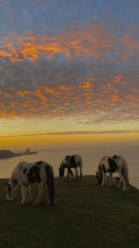 Holyhead Wales, Wales Beach Aesthetic, Rhossili Bay, Barafundle Bay Wales, Wales Animal Ocean, Conwy Wales, Wales, Travel