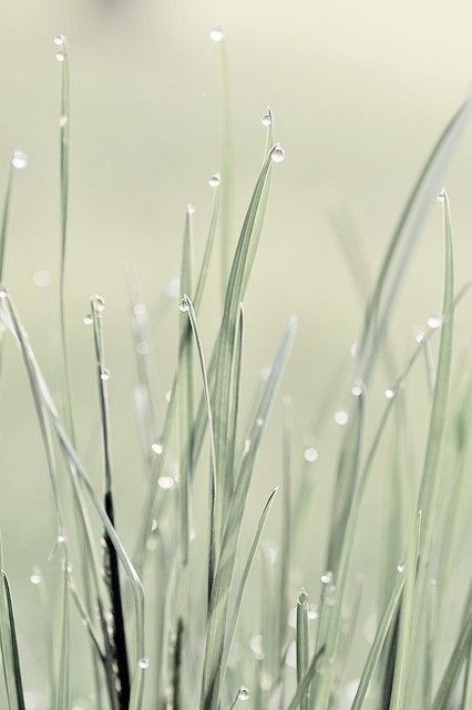 Wow Photo, Drops Of Water, Morning Dew, Water Droplets, Green Aesthetic, Organic Gardening, Shades Of Green, Sage Green, Favorite Color