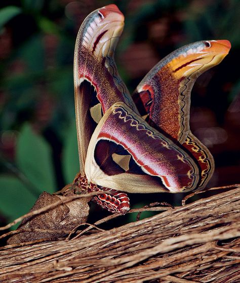 Atlas moth by Supervliegzus, via Flickr Wild Magic, Large Moth, Faraway Tree, Atlas Moth, Cool Insects, Moth Caterpillar, Beautiful Bugs, Creepy Crawlies, Arthropods