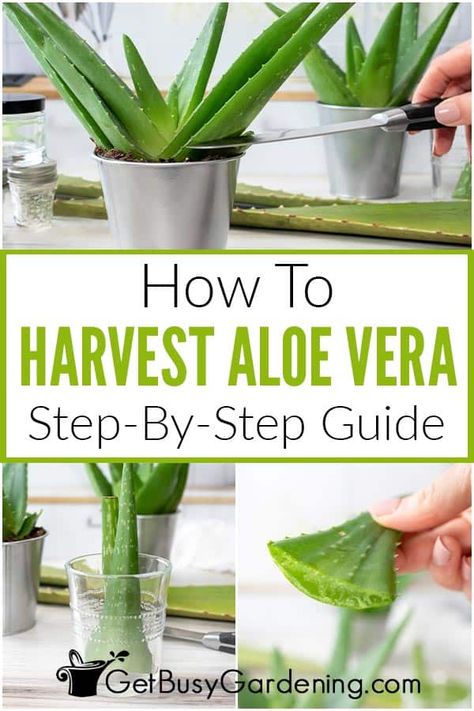 Harvesting Aloe, Propagate Aloe Vera, Aloe Plant Care, Fresh Aloe Vera, Brown Spots Removal, Aloe Vera Plant, Aloe Plant, 140 Pounds, Plant Health