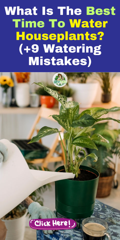 "Discover the best time to water houseplants and avoid common mistakes with 
our guide on bottom watering techniques. Learn how to bottom water plants 
effectively, ensuring your big indoor plants thrive. Explore tips for 
watering succulents and mastering bottom watering for optimal plant health. 
Say goodbye to overwatering and underwatering—get the insights you need for 
healthy, vibrant houseplants!" Watering Indoor Plants, Watering Succulents, Bottom Watering, Big Indoor Plants, Plants Grown In Water, Plant Watering System, Easy Indoor Plants, How To Water Succulents, Self Watering Plants