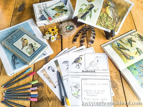 The Burgess Bird Book Unit Study Guide + Free Printable Merlin Bird, Study At Home, Bird Study, North American Birds, Notebooking Pages, American Birds, American Crow, Notebook Pages, What Is A Bird