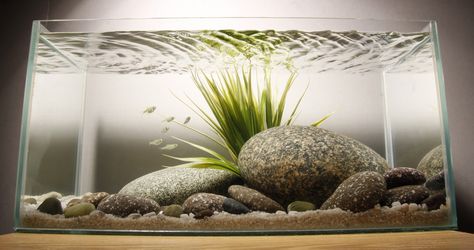 30 minute scape | by George Farmer Goldfish Aquarium, Fish Aquarium Decorations, Fish Tank Themes, Goldfish Tank, Fish Tank Design, Aquascape Design, Tropical Fish Tanks, Fresh Water Fish Tank, Nano Aquarium