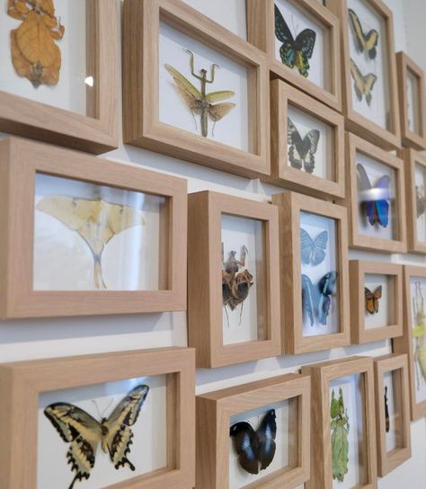 Bug Living Room Ideas, Bug Collection Display, Bug Taxidermy Diy, Bug Taxidermy Decor, Bug Display, Leather Couch Living Room Decor, Framed Bugs, Taxidermy Bugs, Bug Decor