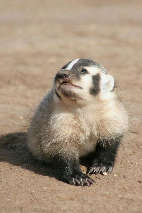 Baby Badger, Wisconsin Badgers, Dirt Road, Baby Outfit, Badger, Wisconsin, Things That, Puppies, Road