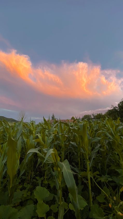 Corn Field Aesthetic, Corn Aesthetic, Field Aesthetic, Corn Field, Summer Corn, Environmental Art, Farm Life, Corn, Flowers