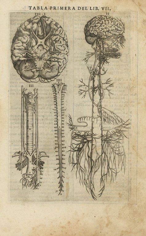 Medical Drawings, Brain Art, Human Anatomy Art, Anatomy Sketches, Vintage Medical, Medical Art, Picture Collage Wall, Scientific Illustration, Arte Sketchbook