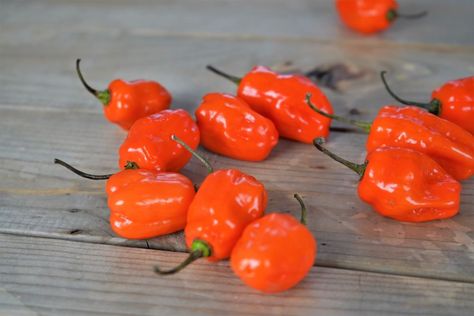 What To Do With Habanero Peppers - Pepper Geek What To Do With Fresh Habanero Peppers, Recipes For Habanero Peppers, Pickling Habanero Peppers, Preserve Habanero Peppers, Drying Habanero Peppers, Things To Do With Habanero Peppers, Smoked Habanero Peppers, How To Dehydrate Habanero Peppers, Habanero Peppers Recipes