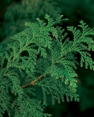 Conifers for Shade-- ‘Snow’ false cypress (Chamae­cyp­aris pisifera ‘Snow’, Zone 4-8; 6' tall & wide but slow growing (few inches/yr); fuzzy appearance with loosely rounded shape accented by gray green foliage lightly frosted w/white. Partial shade & well drained soil. Deer love it, so protect. Conifers For Shade, False Cypress, Evergreens For Shade, Dark Green Eyes, Shade Flowers, Garden Shrubs, Fine Gardening, Shade Trees, Plant List