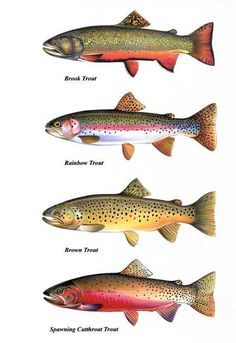 Trout Chart Prints B Trout Chart Prints Brook Trout Cutthroat Trout by FishArtCreations #troutfishing #FishingTips Tattoo Fishing, Fishing Silhouette, Fishing Tattoo, Fish Chart, Trout Art, Cutthroat Trout, Fly Fishing Art, Trout Fishing Tips, Trout Fish