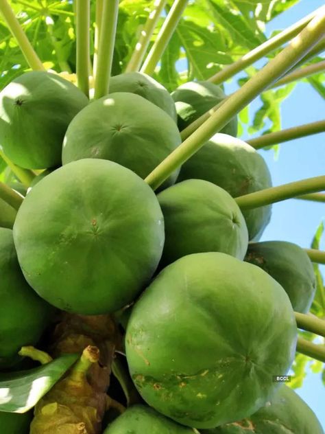 Papaya Benefits, Menstrual Pain Relief, Menstrual Cramp Relief, Ripe Papaya, Natural Immune Boosters, Prevent Constipation, Green Papaya, Cramps Relief, Menstrual Pain