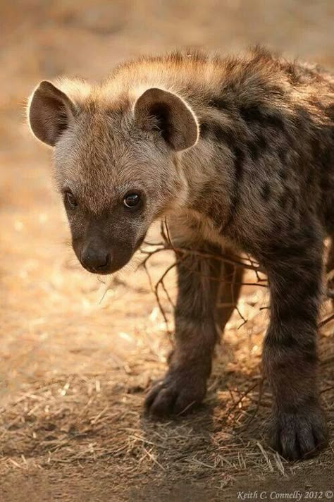 ♥ Baby Hyena, Striped Hyena, Spotted Hyena, African Wild Dog, Animal Study, Cool Animals, Animal Reference, Pretty Animals, Wild Dogs