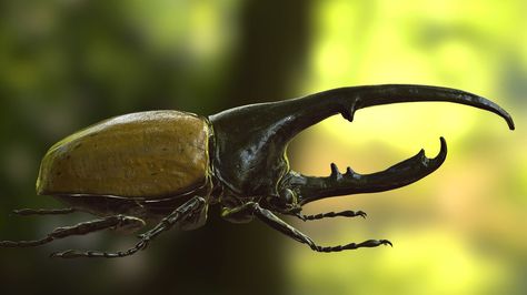 Hercules Beetle PBR, alpha -models on ArtStation at https://www.artstation.com/artwork/YWVxY Hercules Beetle, Rhino Beetle, Scarab Beetle, Wax Carving, Bugs And Insects, Beetles, Hercules, Drawing Ideas, Bugs