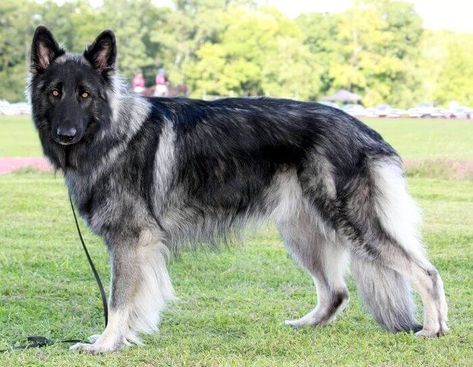 10 Things You Didn't Know About the Shiloh Shepherd Shilo Shepard, Shiloh Shepherd Dog, Shiloh Shepherd, Rare Dog Breeds, Shepherd Dog Breeds, Rare Dogs, 200 Followers, German Shepards, Military Dogs