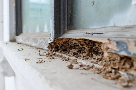 Flying Termites, Signs Of Termites, Wood Termites, Termite Damage, Termite Control, This Old House, Pest Control Services, Home Maintenance, Pest Control